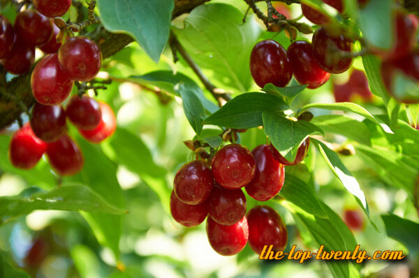 Cornelian cherry